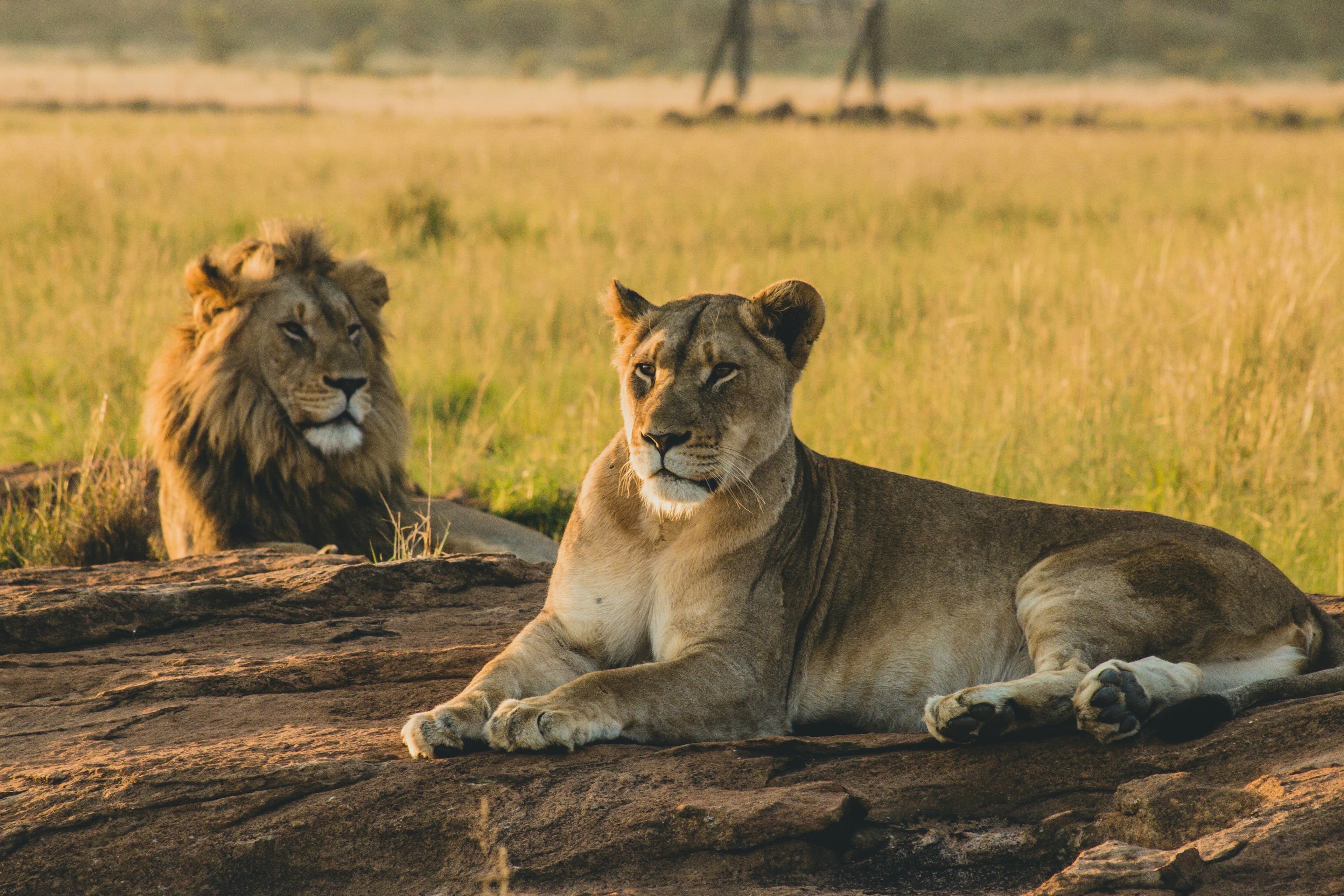 Demo Safari Tour
